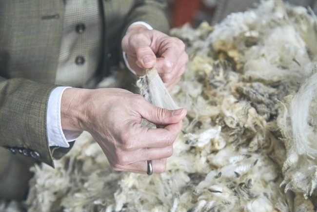 La lana di pecora sarda, nuovo business per il futuro