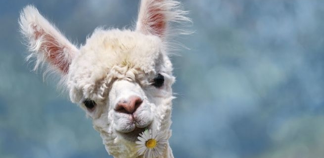 Moda etica: Valentino primo marchio di lusso a dire no alla lana di alpaca